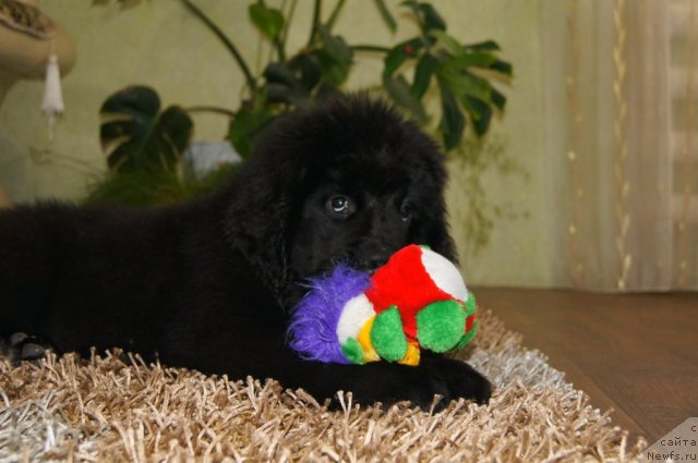 Фото: ньюфаундленд Ruby Shine iz Medvejyego  Yara (Руби Шайн из Медвежьего Яра)