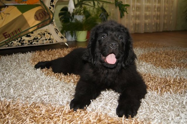 Фото: ньюфаундленд Ruby Shine iz Medvejyego  Yara (Руби Шайн из Медвежьего Яра)