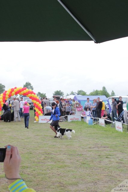 Фото: ньюфаундленд Super Premium Litoniel Vallaninor (Супер Премиум Литониэль Валланинор)