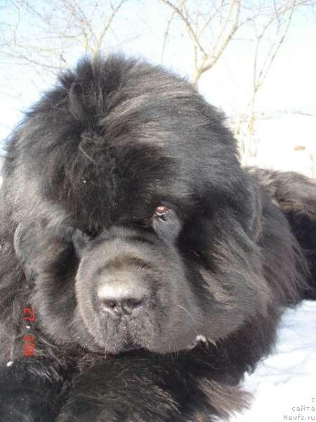 Фото: ньюфаундленд King Sibiria von Aiching