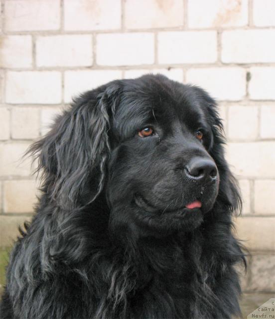 Фото: ньюфаундленд Tayran Alihan (Тайран Алихан)
