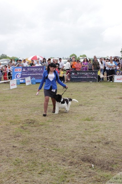 Фото: ньюфаундленд Super Premium Litoniel Vallaninor (Супер Премиум Литониэль Валланинор)