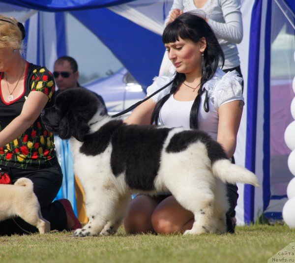 Фото: ньюфаундленд Super Premium Litoniel Vallaninor (Супер Премиум Литониэль Валланинор)