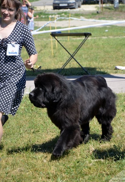 Фото: ньюфаундленд Beguschaya po Volnam Zillion (Бегущая по Волнам Зиллион)