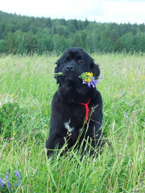 Фотография № 99018