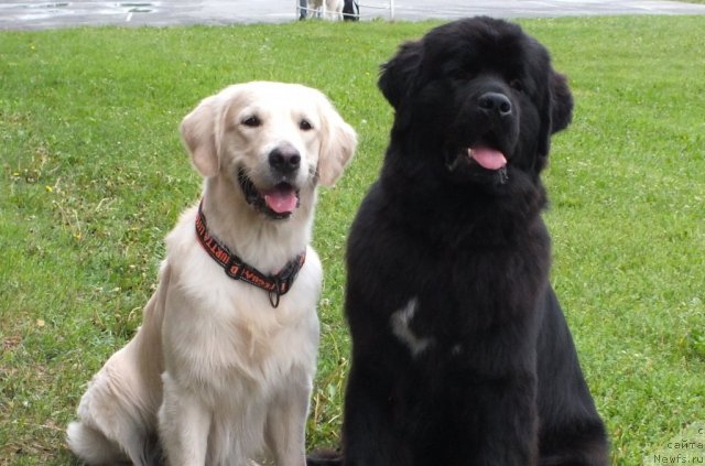 Фотография № 99019