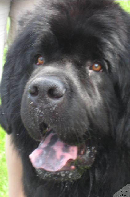 Фото: ньюфаундленд Lexus Grend Boss (Лексус Гренд Босс)