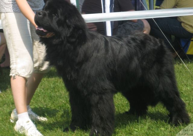 Фото: ньюфаундленд Lexus Grend Boss (Лексус Гренд Босс)