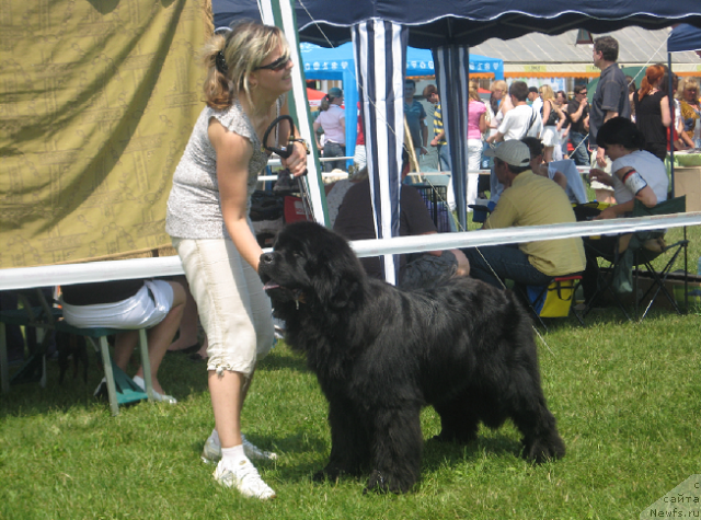 Фото: ньюфаундленд Lexus Grend Boss (Лексус Гренд Босс), Kristina Kolodnaya (Кристина Колодная)