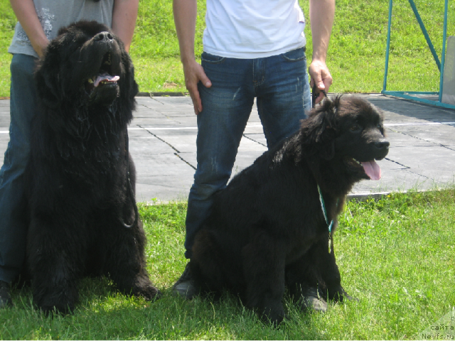 Фото: ньюфаундленд Lexus Grend Boss (Лексус Гренд Босс), ПРОСТО НАСТЯ НОВАЯ СКАЗКА С БЕРЕГА ДНЕПРА