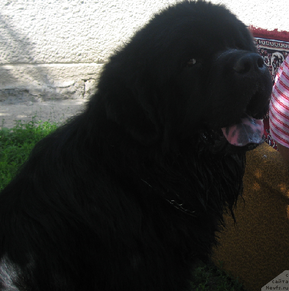 Фото: ньюфаундленд Lexus Grend Boss (Лексус Гренд Босс)