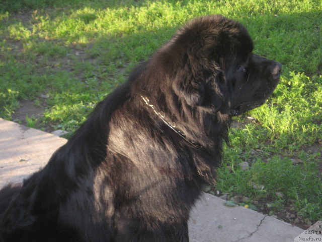 Фото: ньюфаундленд Lexus Grend Boss (Лексус Гренд Босс)