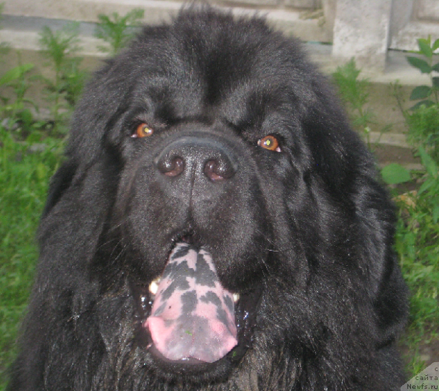 Фото: ньюфаундленд Lexus Grend Boss (Лексус Гренд Босс)