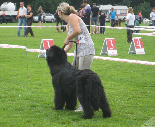 Фото: ньюфаундленд Lexus Grend Boss (Лексус Гренд Босс), Kristina Kolodnaya (Кристина Колодная)