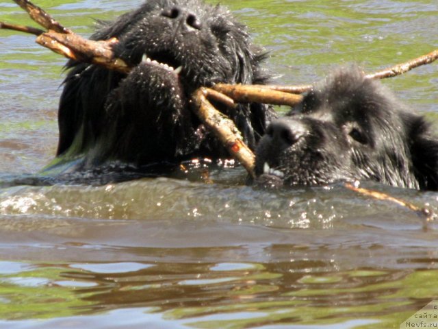 Фотография № 99035