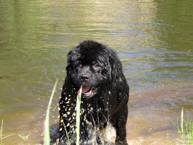 Фотография № 99040