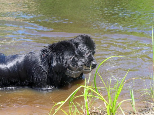 Фотография № 99042