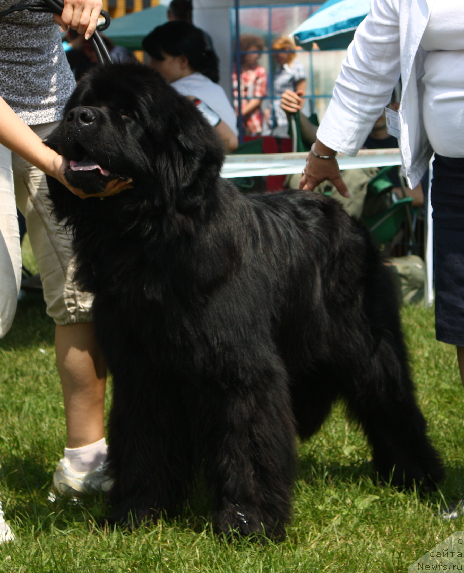 Фото: ньюфаундленд Lexus Grend Boss (Лексус Гренд Босс)