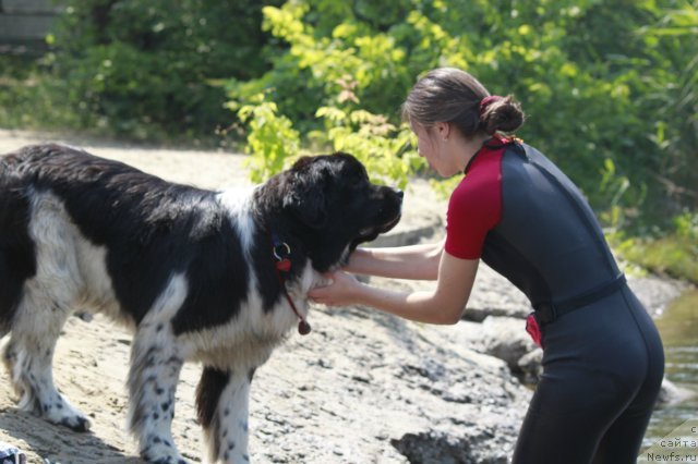 Фото: ньюфаундленд Piternyuf I Did It Again (Питерньюф И Дид Ит Агаин)