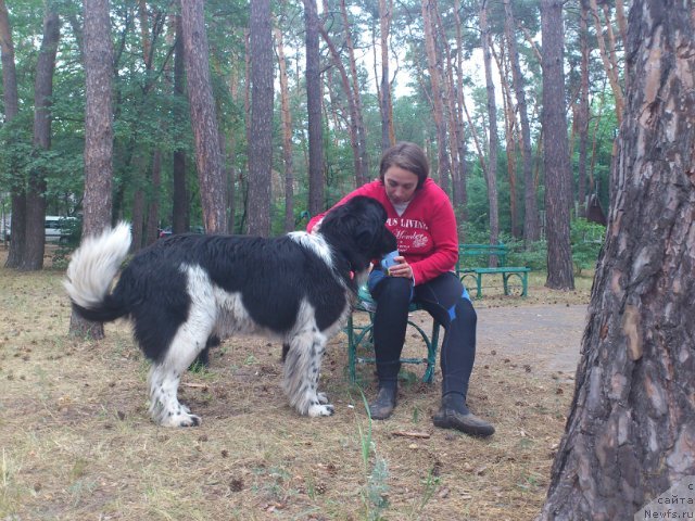 Фото: ньюфаундленд Piternyuf I Did It Again (Питерньюф И Дид Ит Агаин)