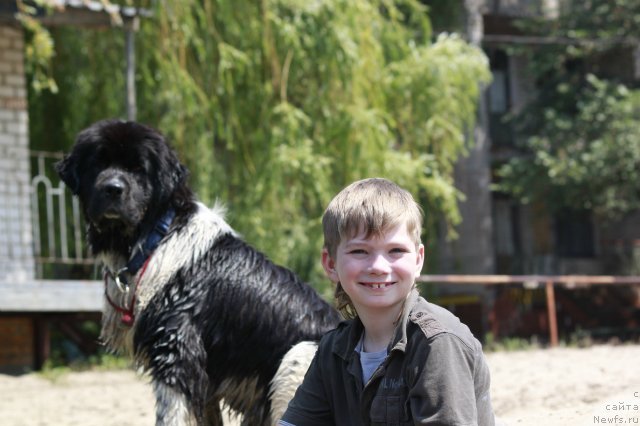 Фото: ньюфаундленд Piternyuf I Did It Again (Питерньюф И Дид Ит Агаин)