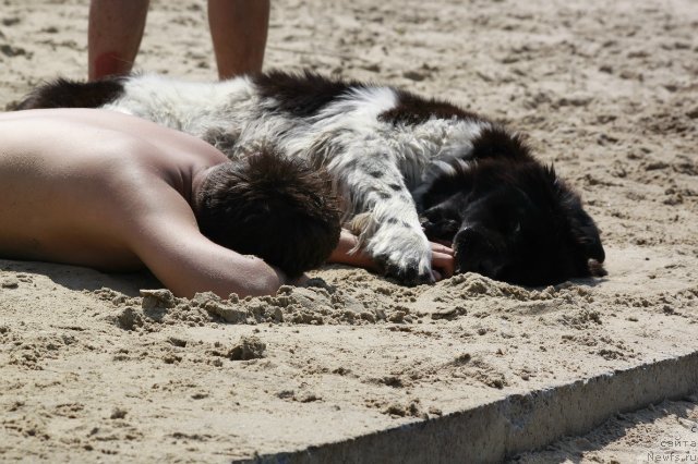 Фото: ньюфаундленд Piternyuf I Did It Again (Питерньюф И Дид Ит Агаин)