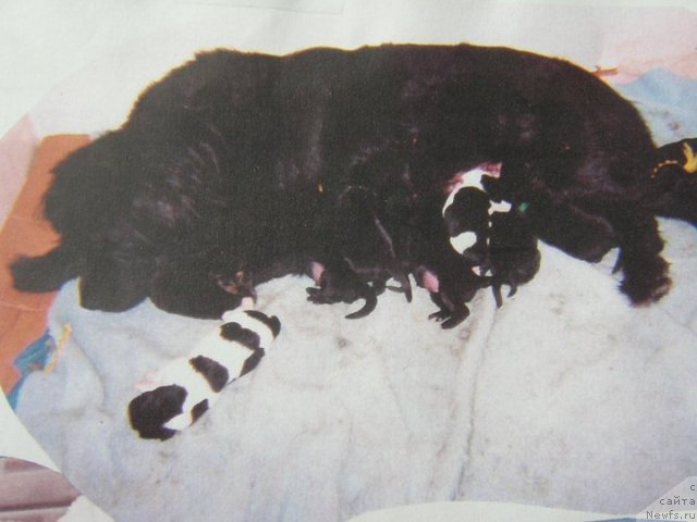 Фото: ньюфаундленд Chloe of Bear Lake