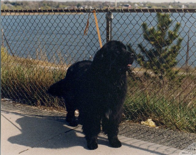 Фото: ньюфаундленд Callistos Little Wizard