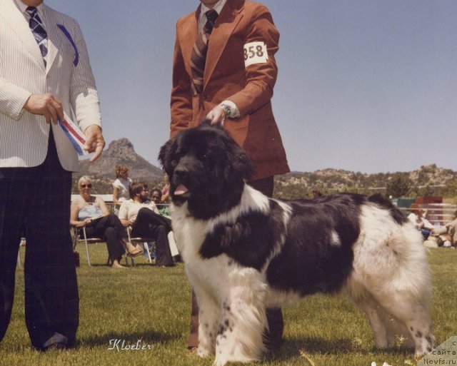 Фото: ньюфаундленд Topmast's Magpie