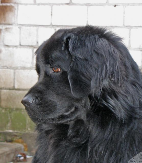 Фото: ньюфаундленд Tayran Alihan (Тайран Алихан)