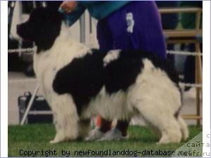 Фото: ньюфаундленд Topmast's Justin