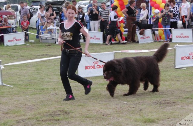 Фото: ньюфаундленд Syemuyel' Morskoy Princ (Сэмуэль Морской Принц), Irina Surovceva (Ирина Суровцева)