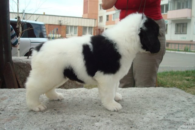 Фотография № 99155