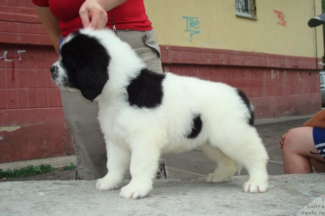 Фотография № 99156