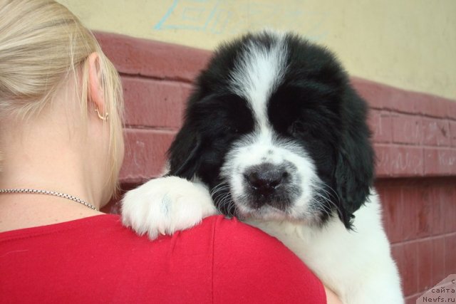 Фотография № 99160