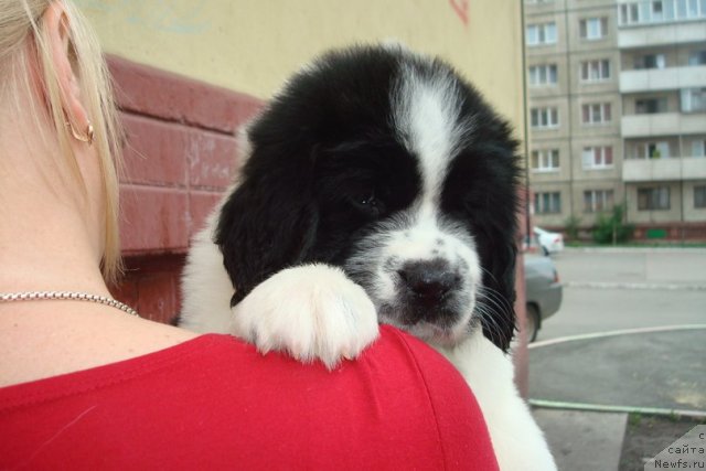 Фотография № 99161