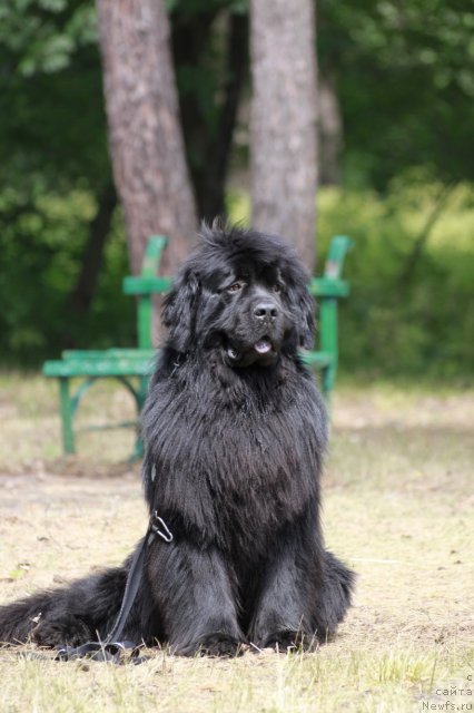 Фото: ньюфаундленд Zolotoy Talisman Kara Deniz (Золотой Талисман Кара Дениз)