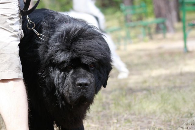 Фото: ньюфаундленд Zolotoy Talisman Kara Deniz (Золотой Талисман Кара Дениз), ньюфаундленд Zolotoy Talisman Kara Deniz (Золотой Талисман Кара Дениз)