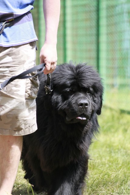 Фото: ньюфаундленд Zolotoy Talisman Kara Deniz (Золотой Талисман Кара Дениз)