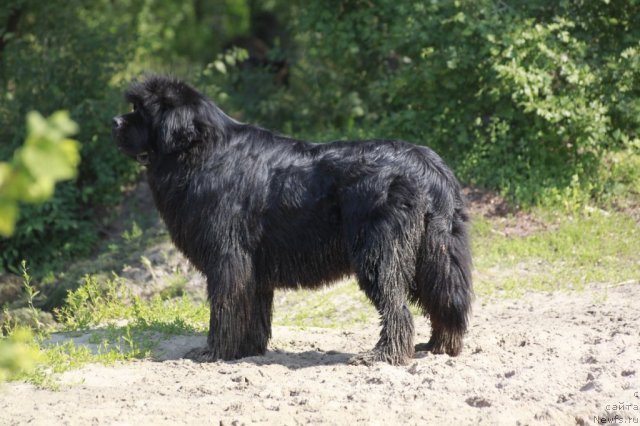 Фото: ньюфаундленд Zolotoy Talisman Kara Deniz (Золотой Талисман Кара Дениз)