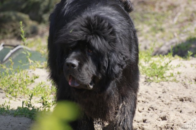Фото: ньюфаундленд Zolotoy Talisman Kara Deniz (Золотой Талисман Кара Дениз)