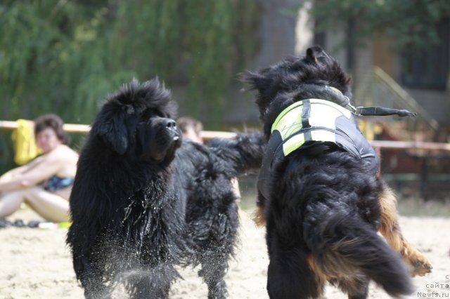Фото: ньюфаундленд Zolotoy Talisman Kara Deniz (Золотой Талисман Кара Дениз)