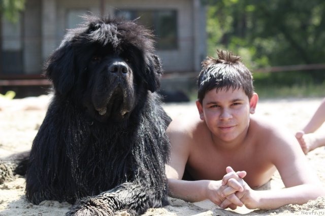 Фото: ньюфаундленд Zolotoy Talisman Kara Deniz (Золотой Талисман Кара Дениз)