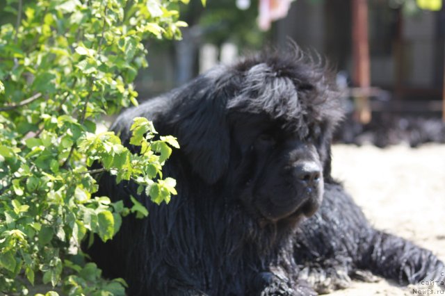 Фото: ньюфаундленд Zolotoy Talisman Kara Deniz (Золотой Талисман Кара Дениз)