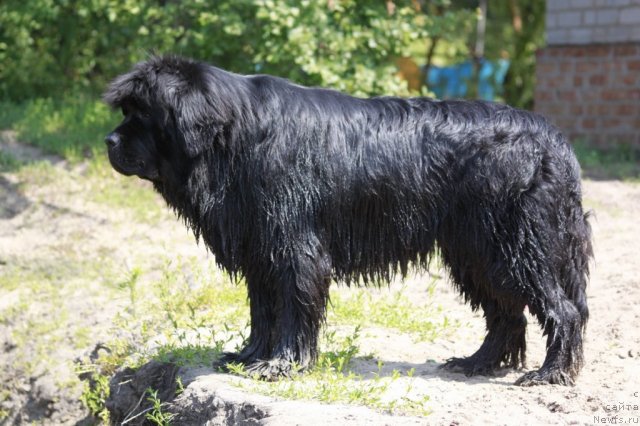 Фото: ньюфаундленд Zolotoy Talisman Kara Deniz (Золотой Талисман Кара Дениз)