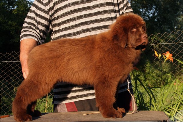 Фотография № 99196