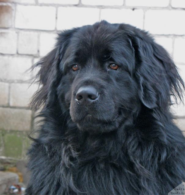 Фото: ньюфаундленд Tayran Alihan (Тайран Алихан)