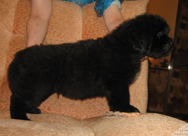 Фото: ньюфаундленд Radomir iz Plemeni Kedra (Радомир из Племени Кедра)