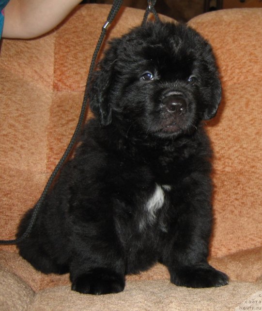 Фото: ньюфаундленд Radomir iz Plemeni Kedra (Радомир из Племени Кедра)