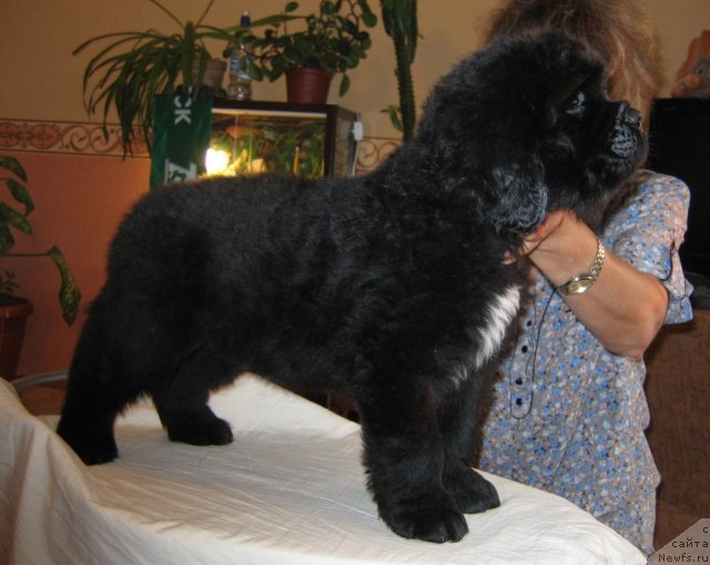 Фото: ньюфаундленд Ratibor iz Plemeni Kedra (Ратибор из Племени Кедра)
